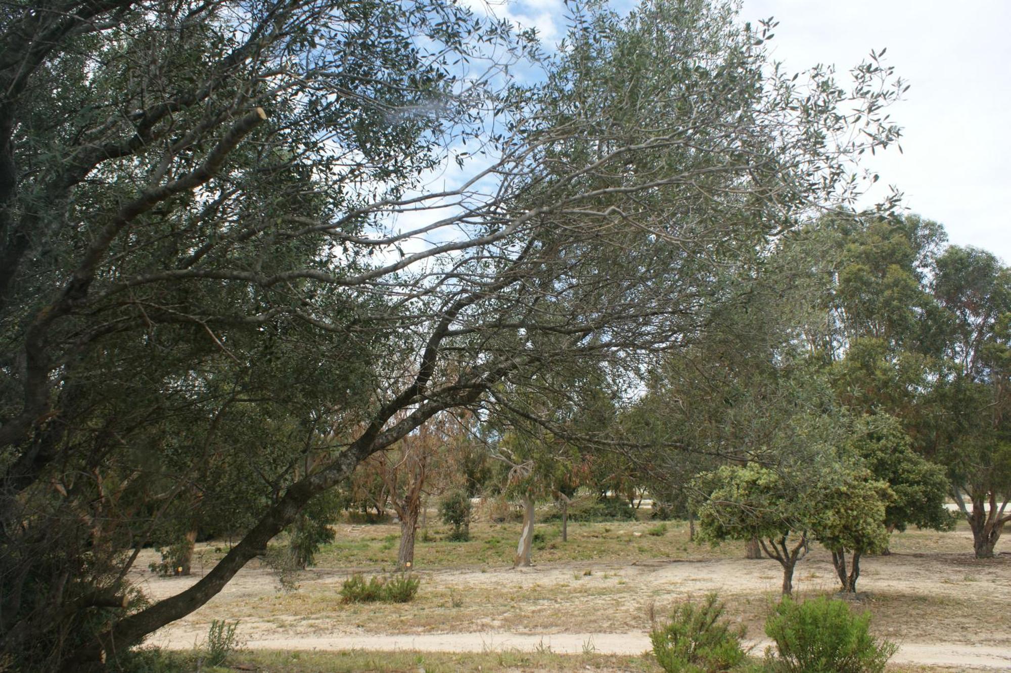 Belle Location Sur Lumio Avec Vue Remarquable Et Jardin Villa Dış mekan fotoğraf